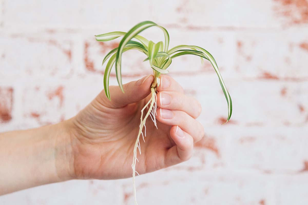 spider plant babies