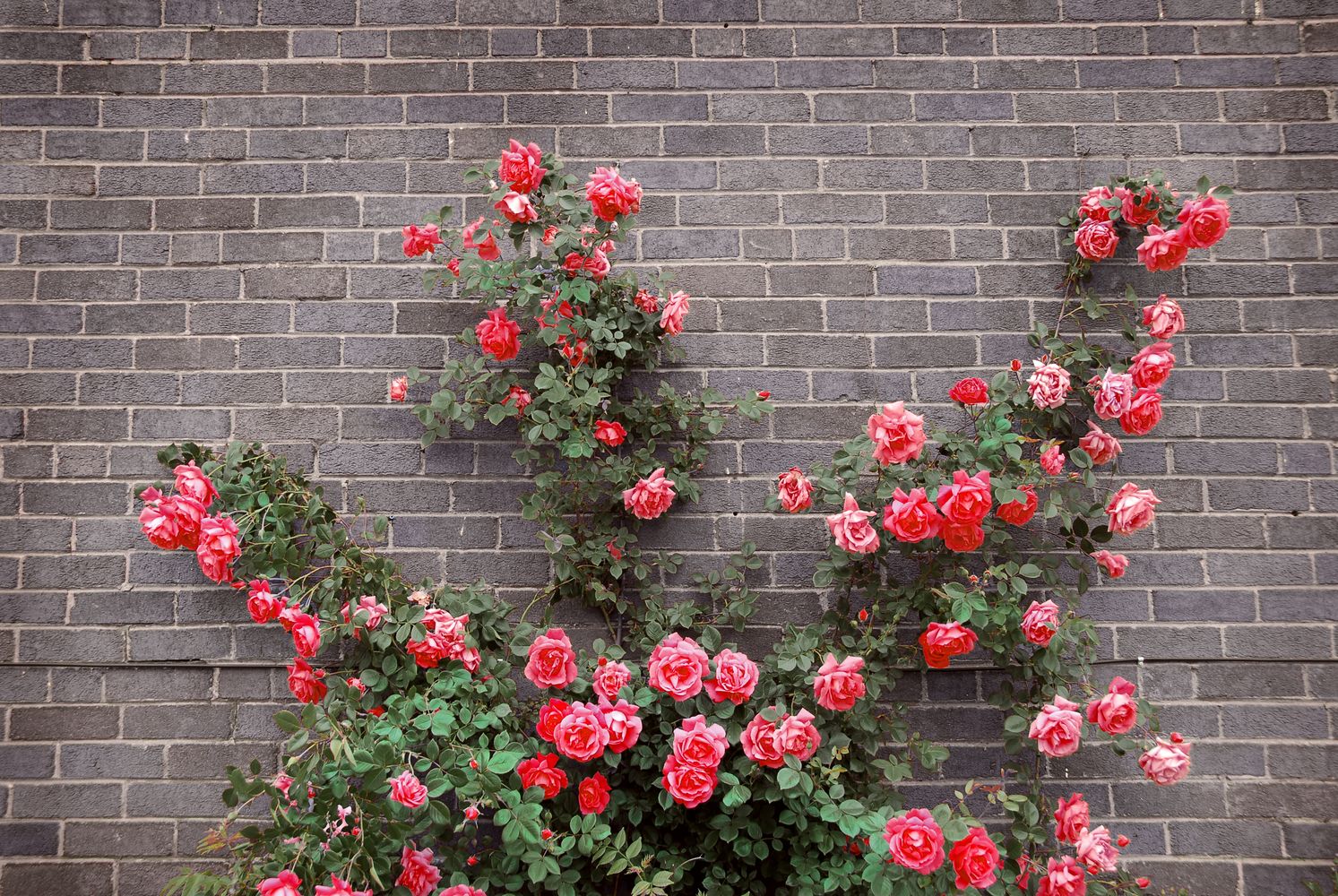 climbing roses