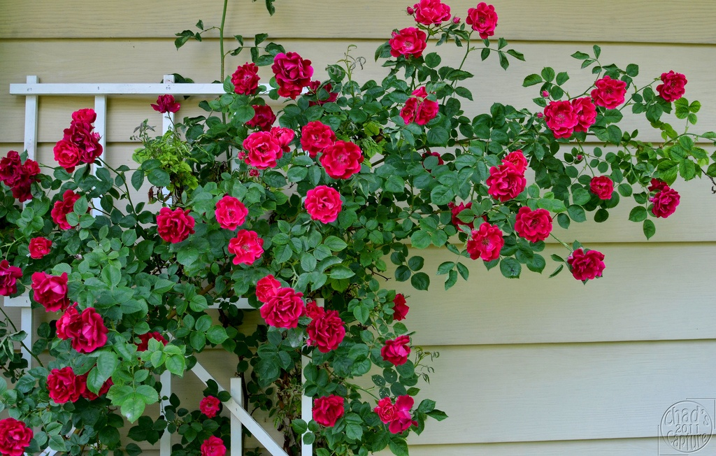 climbing roses