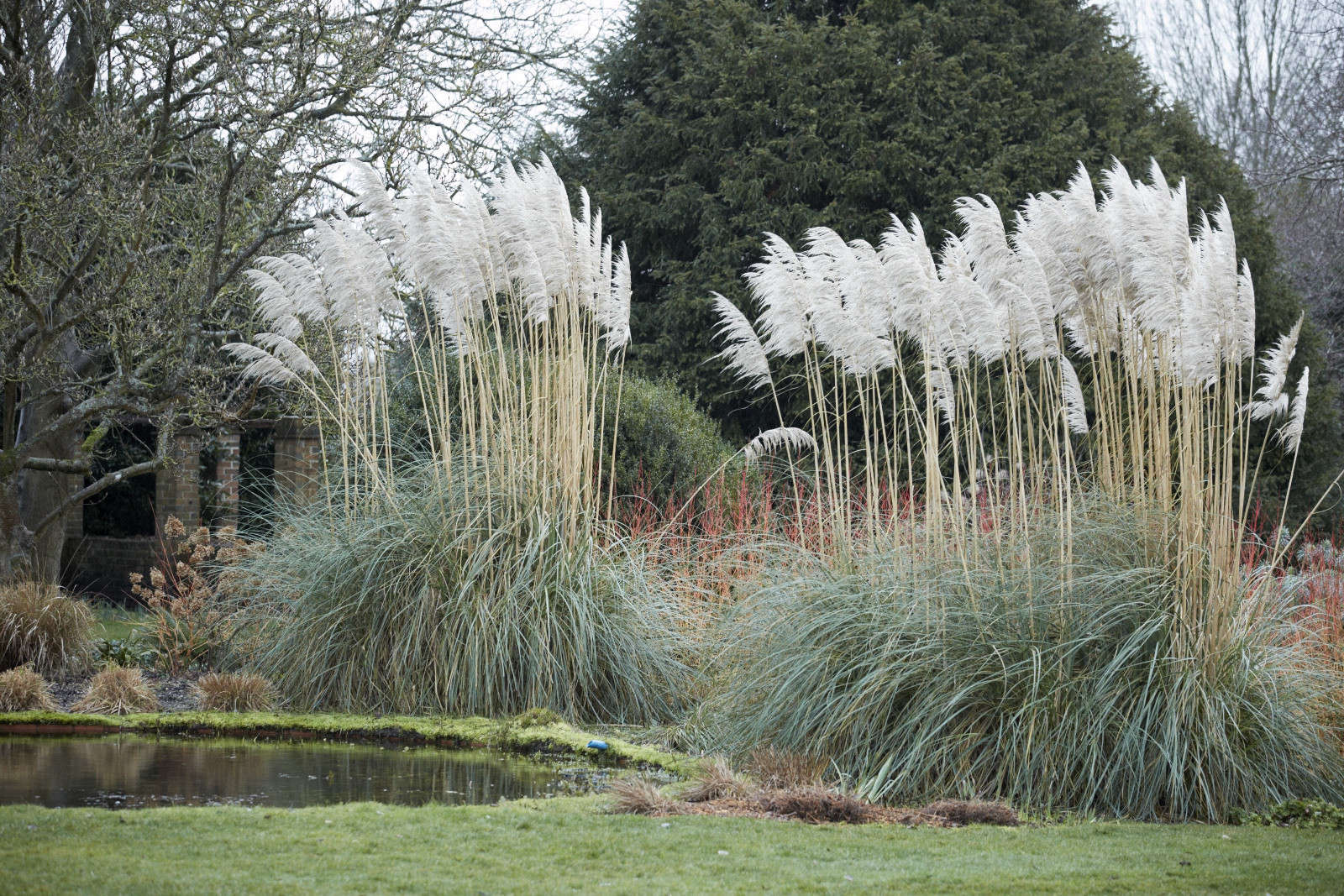 pampas grass