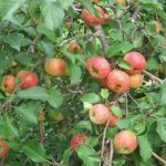 Crab Apple Trees